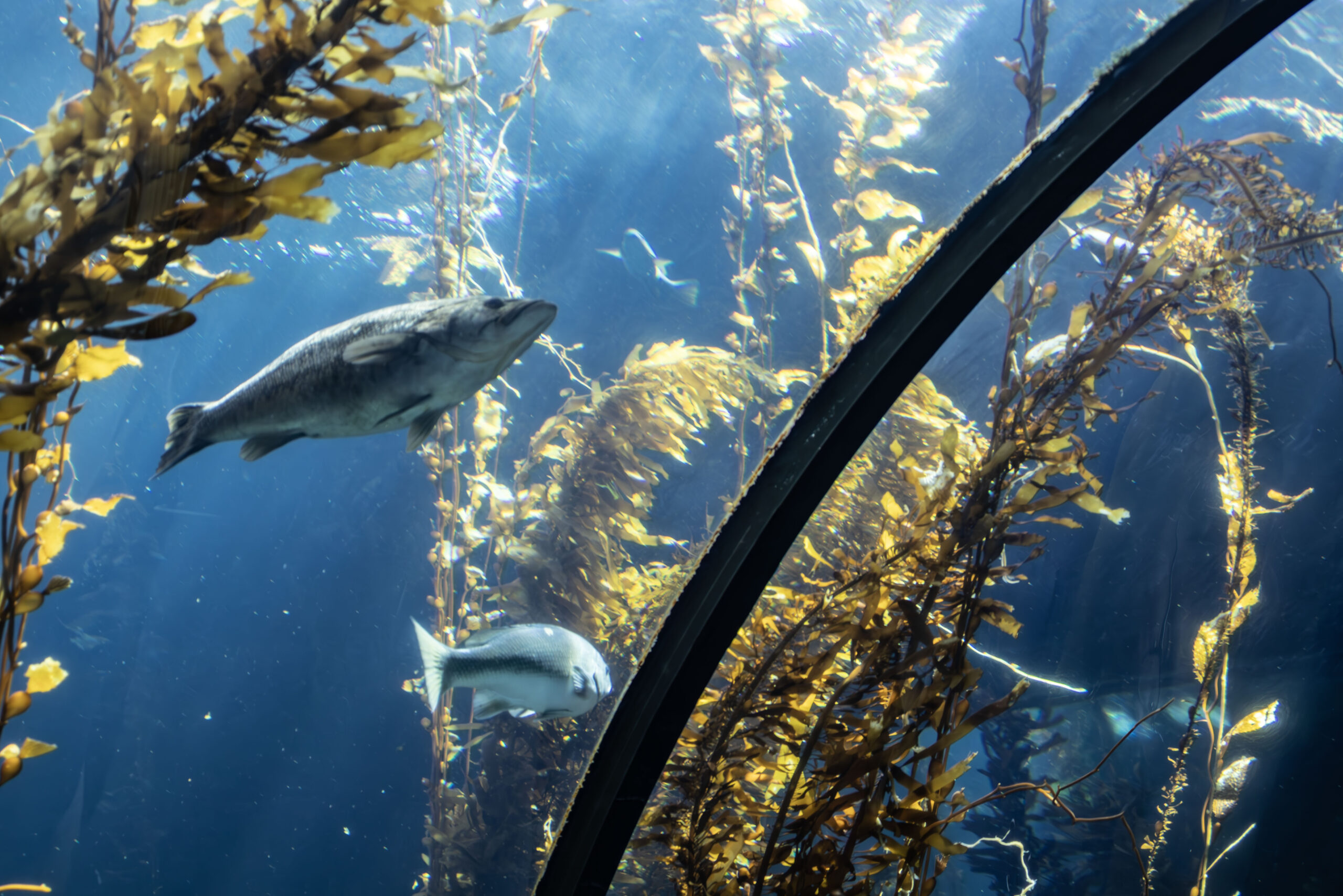 Photo of fish in ocean among kelp.