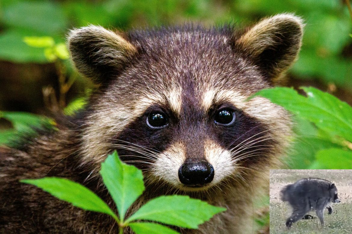 Image of raccoon among green foliage and image of Jimothy at bottom right.